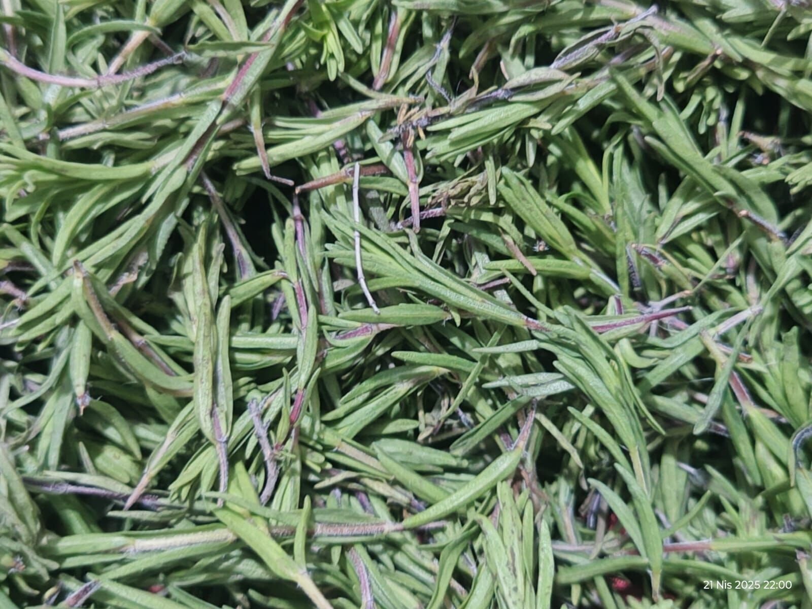 Kekik (Kuru)